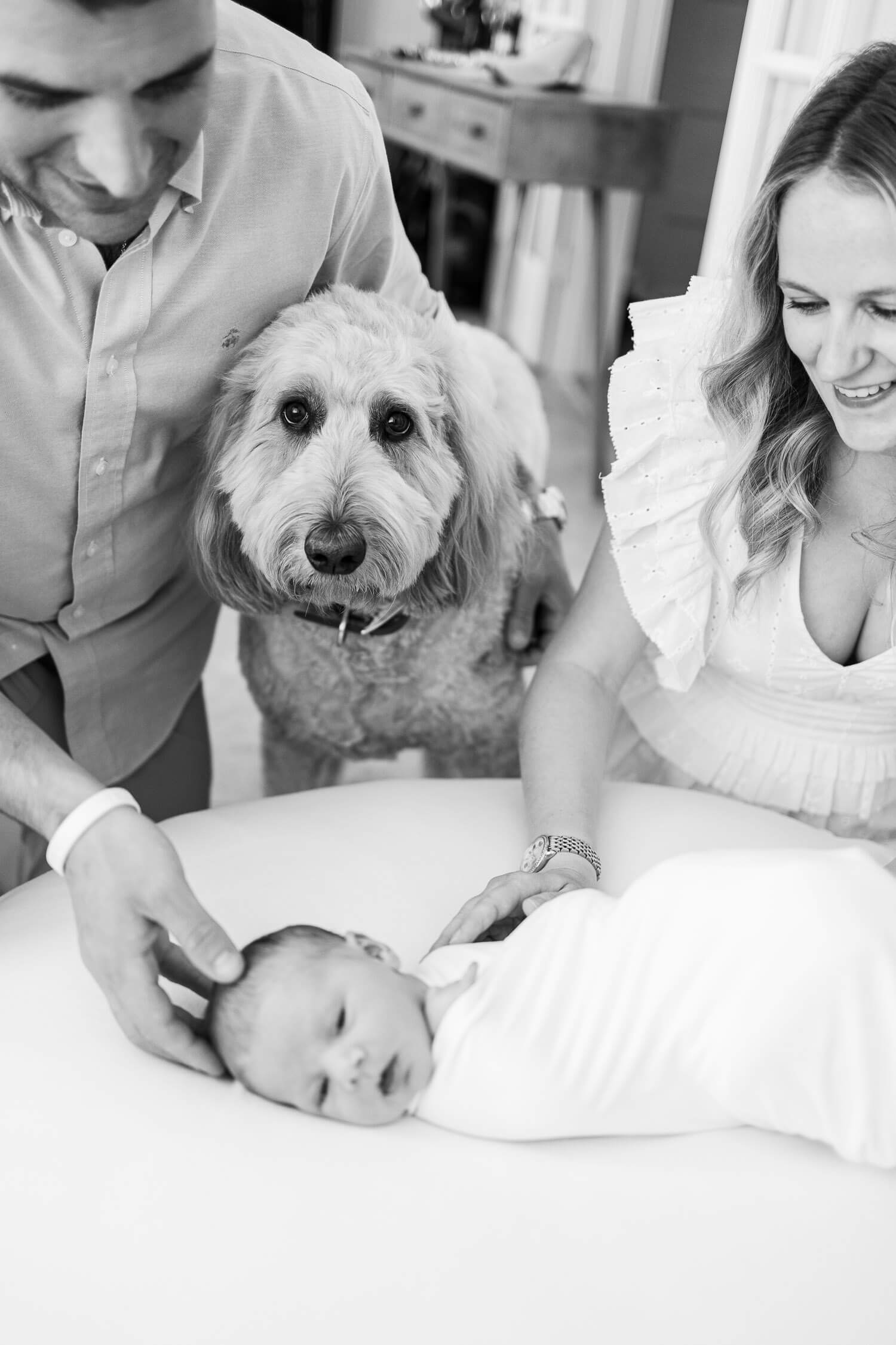 family dog looking at new baby