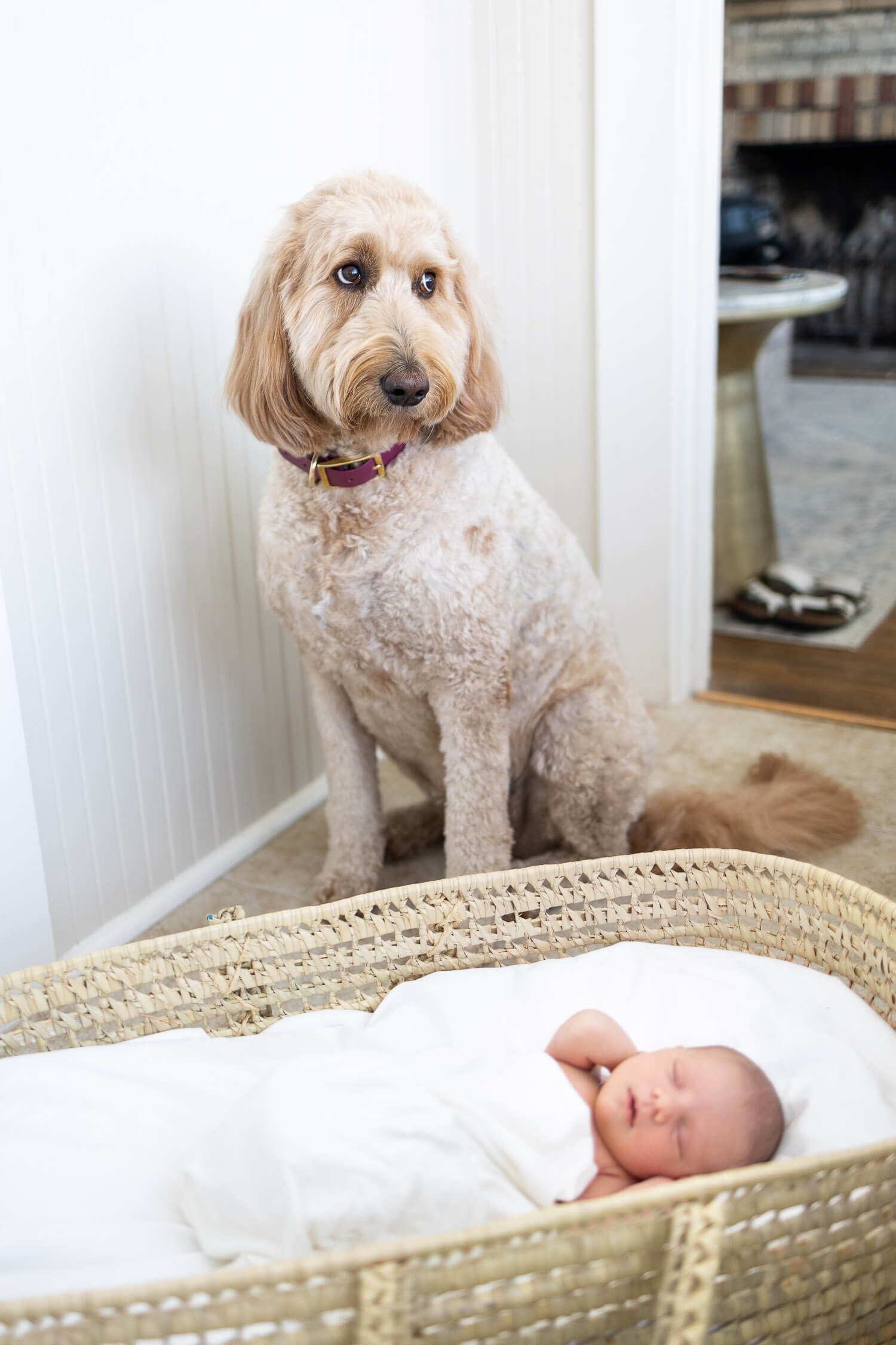 dog looking at new baby sister